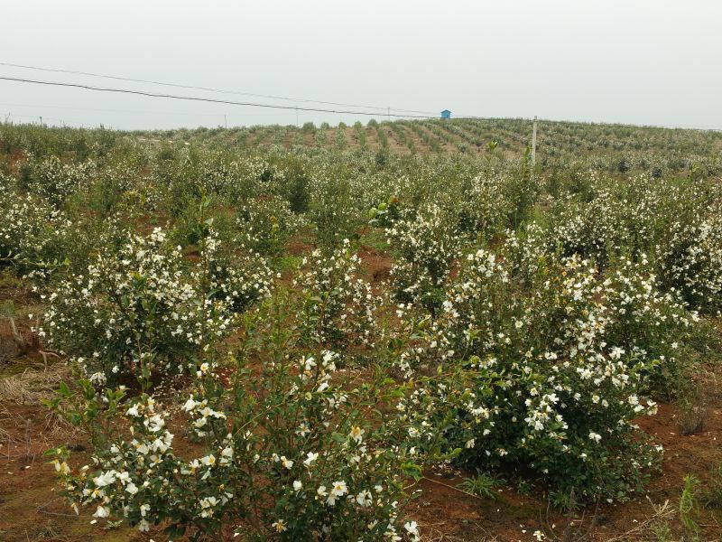 孟冬的油茶花，素裹群山嬌艷