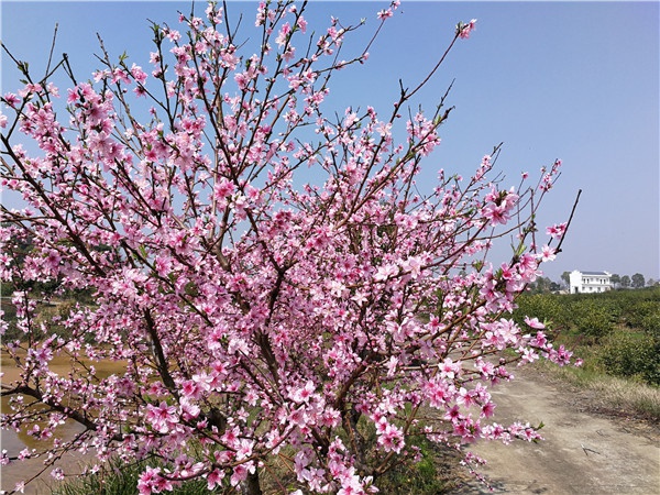 基地景觀(guān)